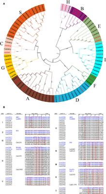 Characterization of the bZIP Transcription Factor Family in Pepper (Capsicum annuum L.): CabZIP25 Positively Modulates the Salt Tolerance